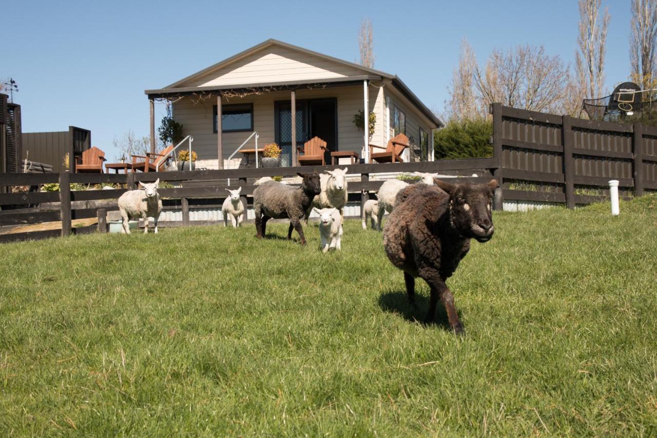 Shearvue Farmstay With Optional Free Farm Experience At 5Pm Fairlie Exterior foto